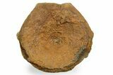 Fossil Ichthyosaur (Brachypterygius) Vertebra - England #354091-1